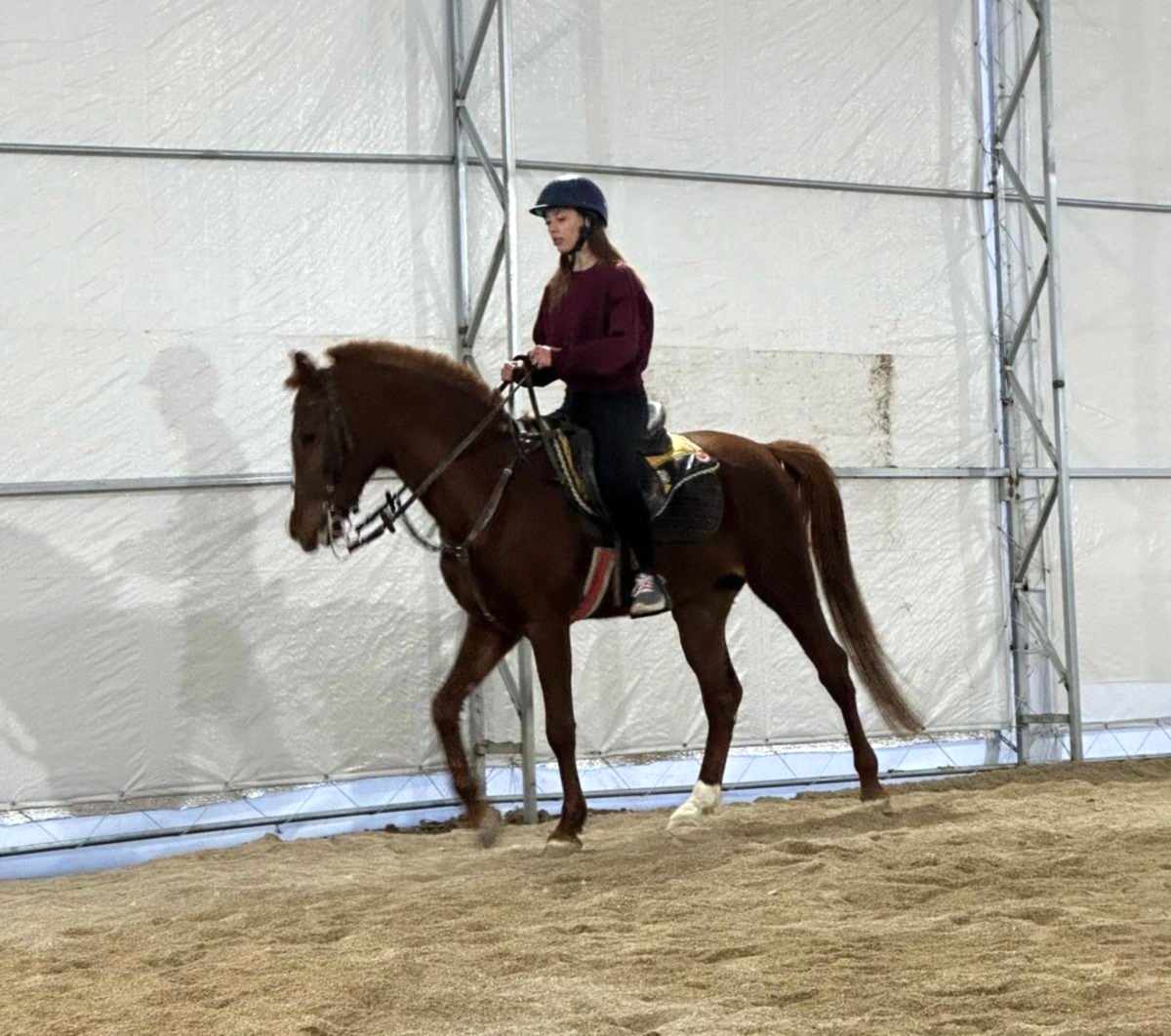 Ankara At Binicilik Eğitimi ve Kursu